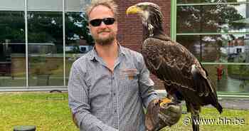 Indrukwekkende roofvogelshow in Meise | Meise | hln.be - Het Laatste Nieuws