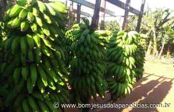 Procura por banana nanica aumenta na região de Bom Jesus da Lapa - Notícias da Lapa