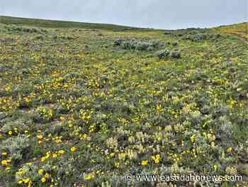 The flowers in the Central Idaho mountains look like a painter's well-used palette - East Idaho News
