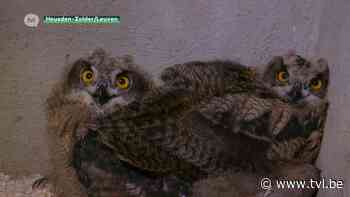Vogel- en zoogdierenopvangcentrum vangt oehoes op - TV Limburg