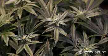 Minderjarige verspreidt opvallende cannabisgeur | Antwerpen | hln.be - Het Laatste Nieuws