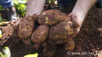 McCains Foods generating green energy through potatoes in Australian first