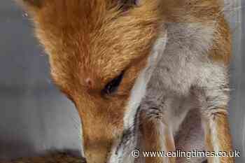 Fox shot with airgun found in Kent primary school playground - Ealing Times