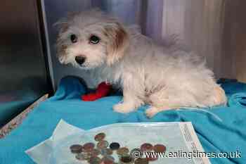 Puppy has emergency surgery after swallowing 20 coins from owner's purse - Ealing Times
