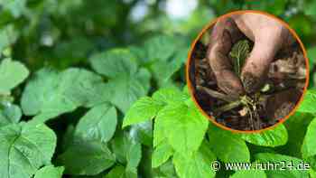 Giersch entfernen: Hausmittel, Chemie, jäten – was am besten hilft - ruhr24.de