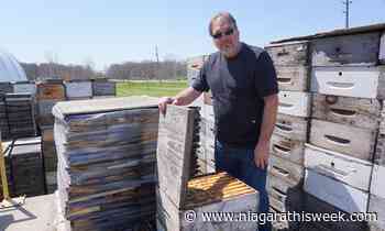 'It may finish us': Beamsville beekeeper warns of disaster after high bee deaths - Niagara This Week