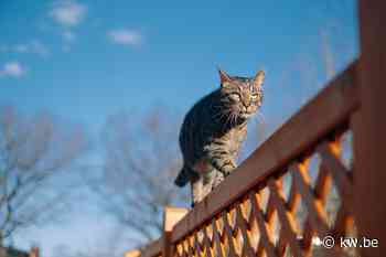 In West-Vlaanderen worden opvallend meer zwerfkatten ingeslapen, Deerlijk en Harelbeke spannen de kroon - KW.be