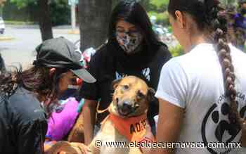 Osito, Canelita y Jack fueron adoptados - El Sol de Cuernavaca