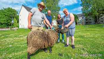 In Essen-Huttrop weiden jetzt Schafe mitten im Wohngebiet - WAZ News
