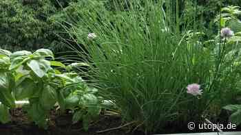 Schnittlauch blüht: Kannst du ihn noch essen? - Utopia