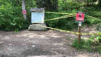 Black bear bites woman on Pemberton trail | CTV News - CTV News Vancouver