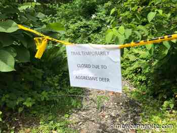 Reports of 'Aggressive Deer' Prompt Temporary Closure of Greenlink Trail Near Irwin Park - New Canaanite