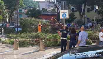 Elezioni comunali ad Agropoli, crolla un albero davanti al seggio: due feriti - Fanpage.it
