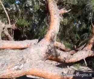 Cade un grosso albero dinanzi al seggio: 2 feriti ad Agropoli, intanto precipita un arbusto a Baronissi - Virgilio