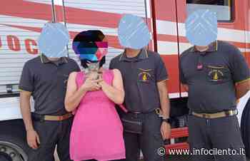 Agropoli, gatto incastrato nel motore di un’auto: salvato dai vigili del fuoco - Info Cilento