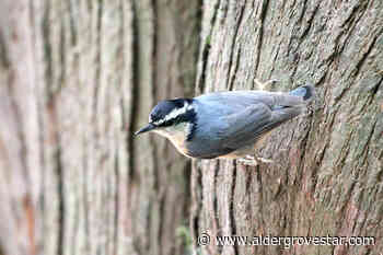 Langley in-person and virtual bioblitzes return – Aldergrove Star - Aldergrove Star