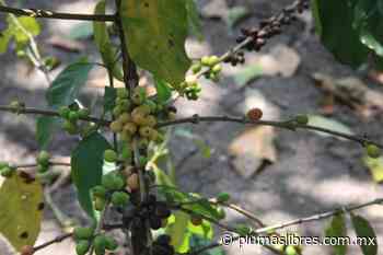 Sanidad vegetal apoya a cafetaleros para erradicar plagas del cafeto - plumas libres