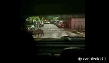 Peste suina,cinghiali in città: non funziona la zona rossa a Roma Nord (VIDEO) - Canale Dieci