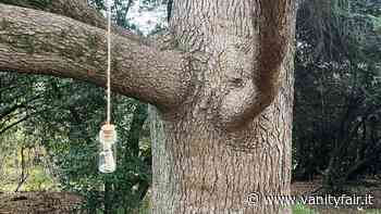 Parma: alla scoperta degli alberi parlanti del Parco di Carrega - Vanity Fair Italia