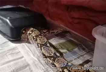 Riesige Würgeschlange am Gudendorfer See in Cuxhaven entdeckt - Nachbarkreise - Tageblatt-online