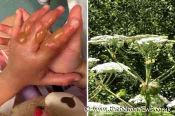 Bolton: Warning after Giant Hogweed at Longsight Park - The Bolton News
