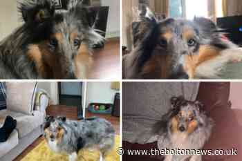 Farnworth family's £1,500 reward after dog goes missing - The Bolton News