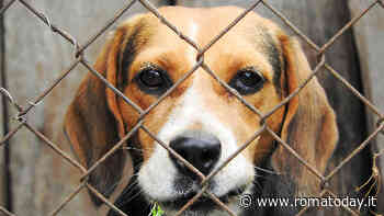 Boom di abbandoni di animali dopo il lockdown