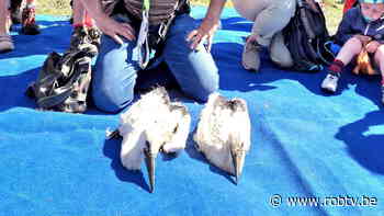 Ooievaarsjongen in Webbekoms Broek bij Diest geringd - ROB-tv