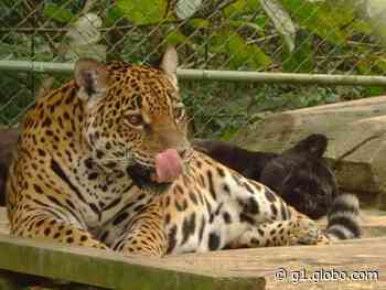 Onça-pintada mais velha do Brasil morre em Brusque, diz prefeitura - Globo