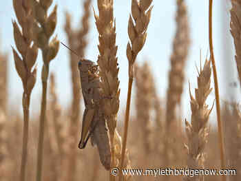 Lethbridge prepares for grasshoppers and foxtails with mitigation strategy - My Lethbridge Now