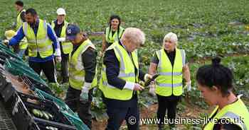 Boris Johnson defends government food strategy during Cornwall farm visit - Business Live
