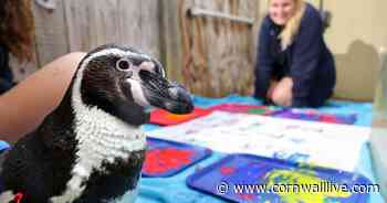 Cornwall's next big up-and-coming artist is a penguin - Cornwall Live