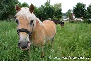 Tierquälerei: Gnadenbrotpferde in Warburg-Welda mit Steinen beschossen - Westfalen-Blatt