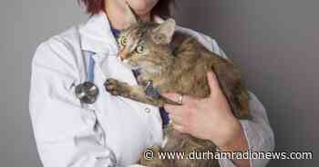 Nominate your vet for OSPCA'S Vet Appreciation Campaign - durhamradionews.com
