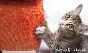 Showing love to your cat makes it MORE likely to the scratch sofa, study finds 