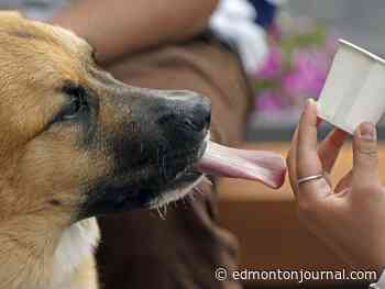 Edmonton weather: Mixed bag of satisfactual, high of 20 C - Edmonton Journal