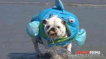 Dove portare il cane al mare a Trieste: le spiagge dog friendly - TriestePrima