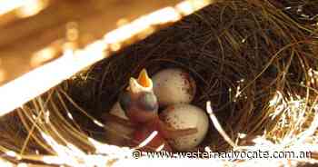 Climate change shortens Aust bird's life - Western Advocate