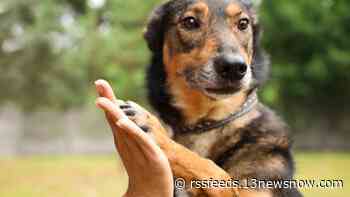 Norfolk earns 'no kill' shelter status for first time in history