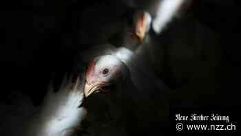 In Südostasien wächst wegen teurer Lebensmittel die Furcht vor politischen Unruhen. Protektionismus ist en vogue