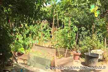 A Nice, les usagers d'un jardin partagé sont inquiets car il se dessèche anormalement - France 3 Régions