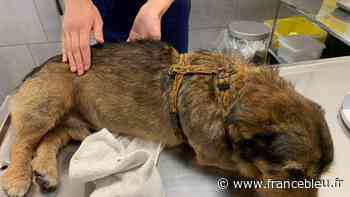 Chien battu à mort à Nice : le procès reporté pour réaliser une expertise psychiatrique - France Bleu