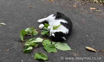 Cats aggressively lick and chew catnip because it releases high amounts of INSECT REPELLENT