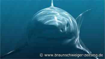 Mittelmeer: Diese Tiere können für Urlauber gefährlich werden