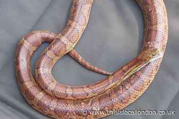 Brooklands Lakes Dartford: Snake found by police