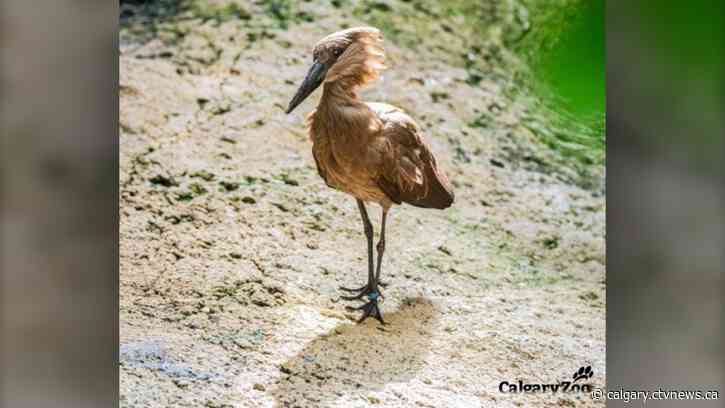 Calgary Zoo's birds returning outdoors as avian flu concerns wane