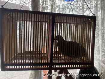Officers rescue bird believed to be used in illegal fighting
