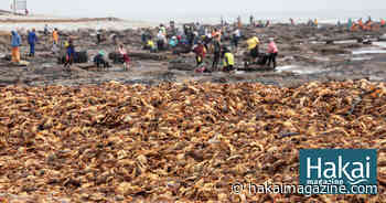 A Mad Dash to Save Stranded Crayfish - Hakai Magazine