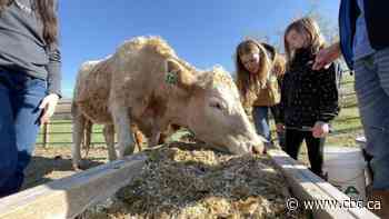 Saving rural, remote Alberta schools one chicken, egg and home run at a time