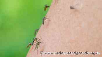 Mückenstiche aufkratzen: Wann die Wunden zur Gefahr werden